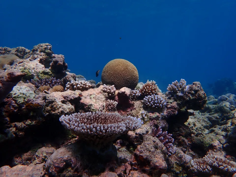Pacific coral reef shows a historic increase in climate resistance