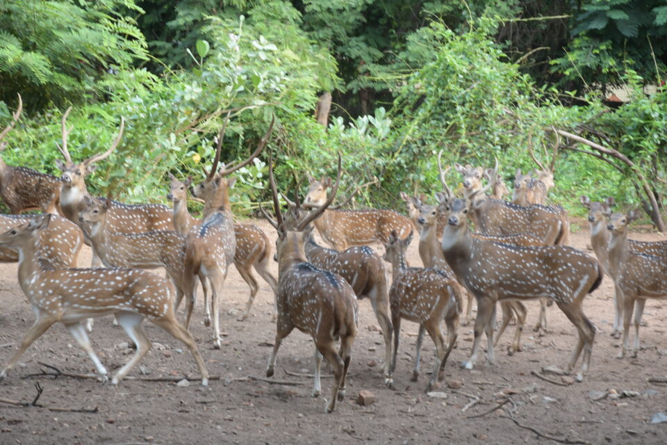 SAIL Rourkela Initiatives to protect the fauna from scorching summer heat