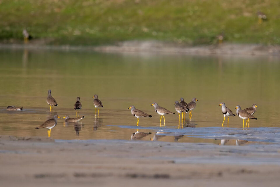 NTPC Bongaigaon releases film on biodiversity “A Symphony of Sustainability”.