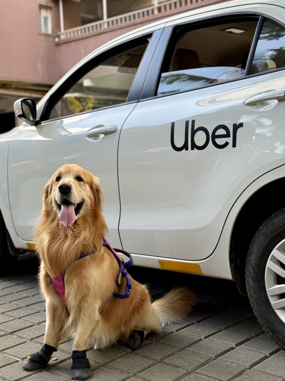 Uber Pet launches in Bangalore