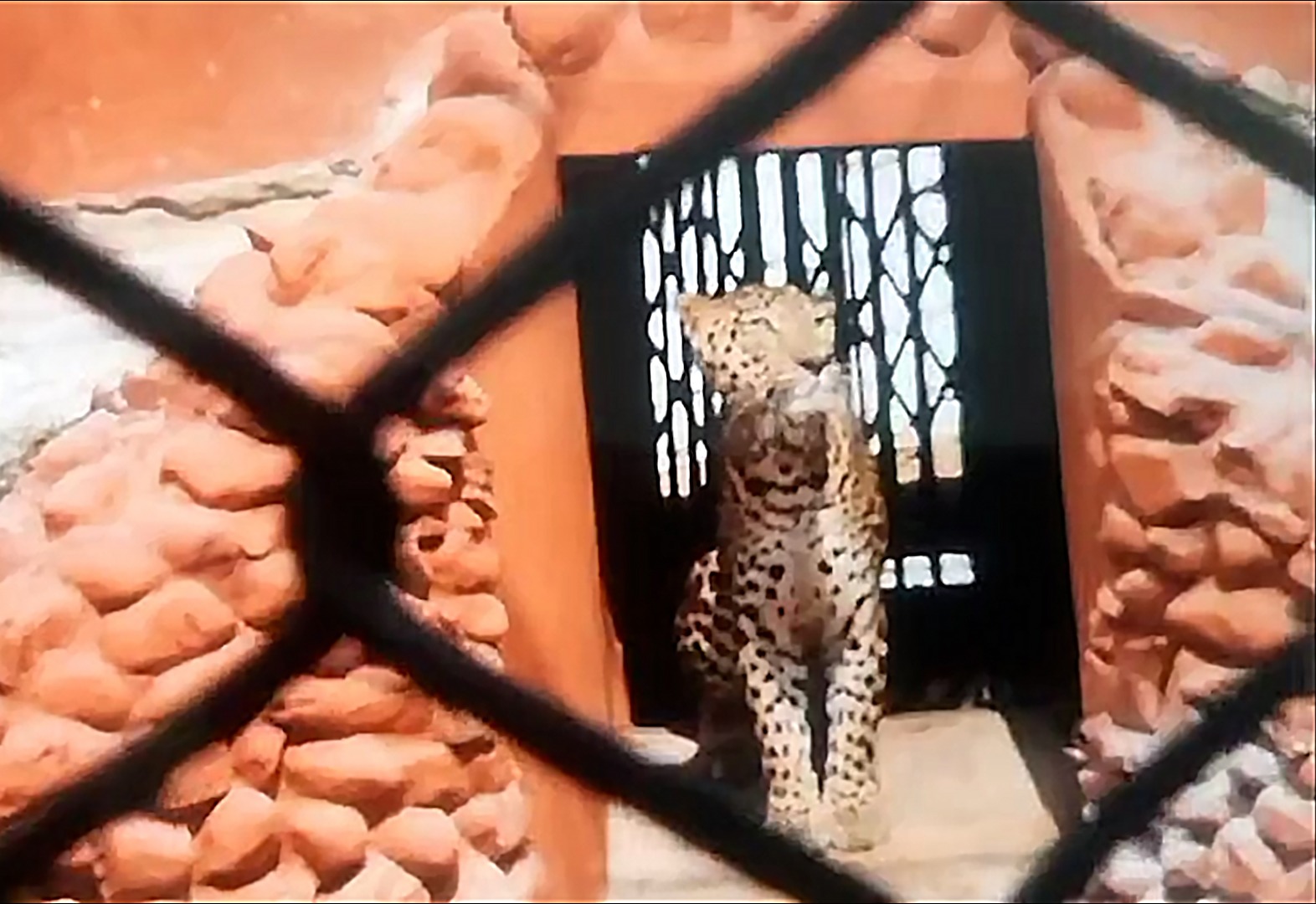 Indira Gandhi Park Zoo of SAIL Rourkela Steel Plant welcomes two majestic leopards