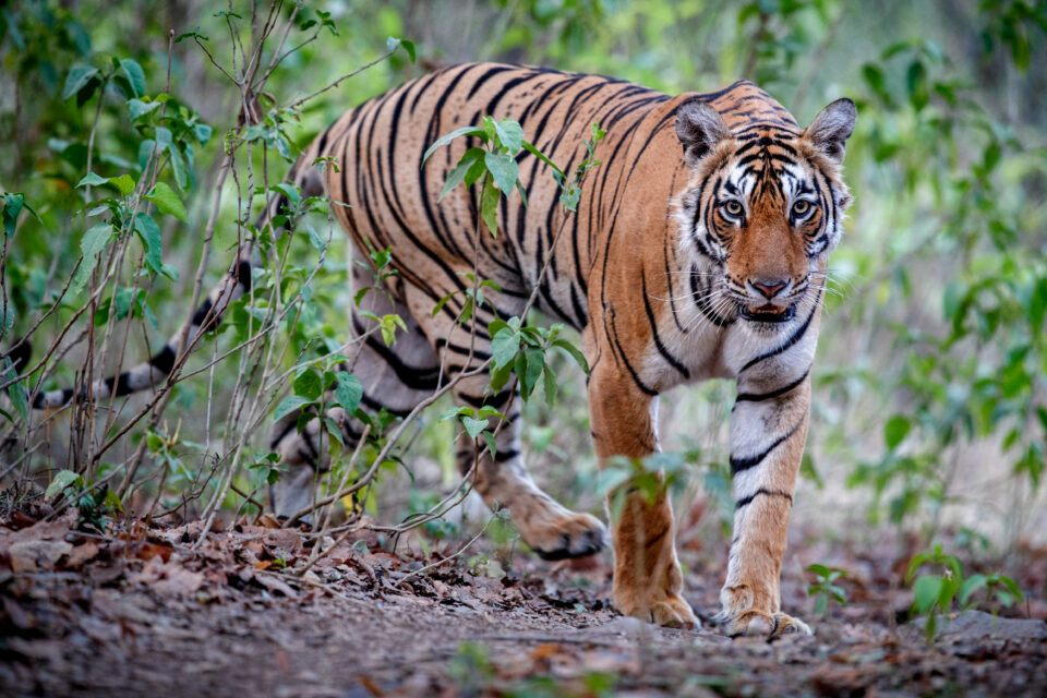 India’s Roaring Success: Tiger Population on the Rise