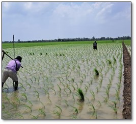 Provivi and Godrej Agrovet Partner