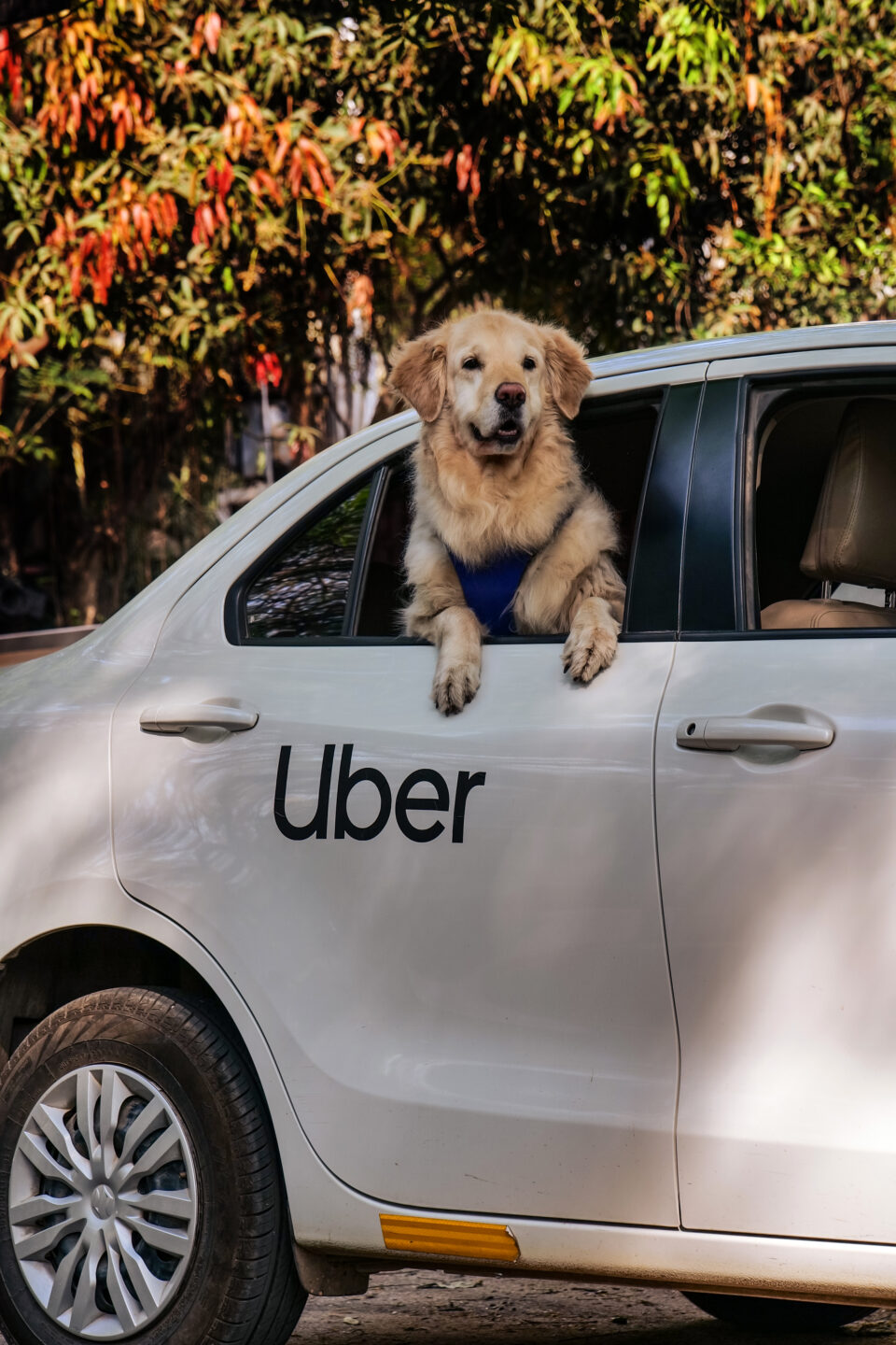 Uber expands Uber Pet to Delhi and Mumbai