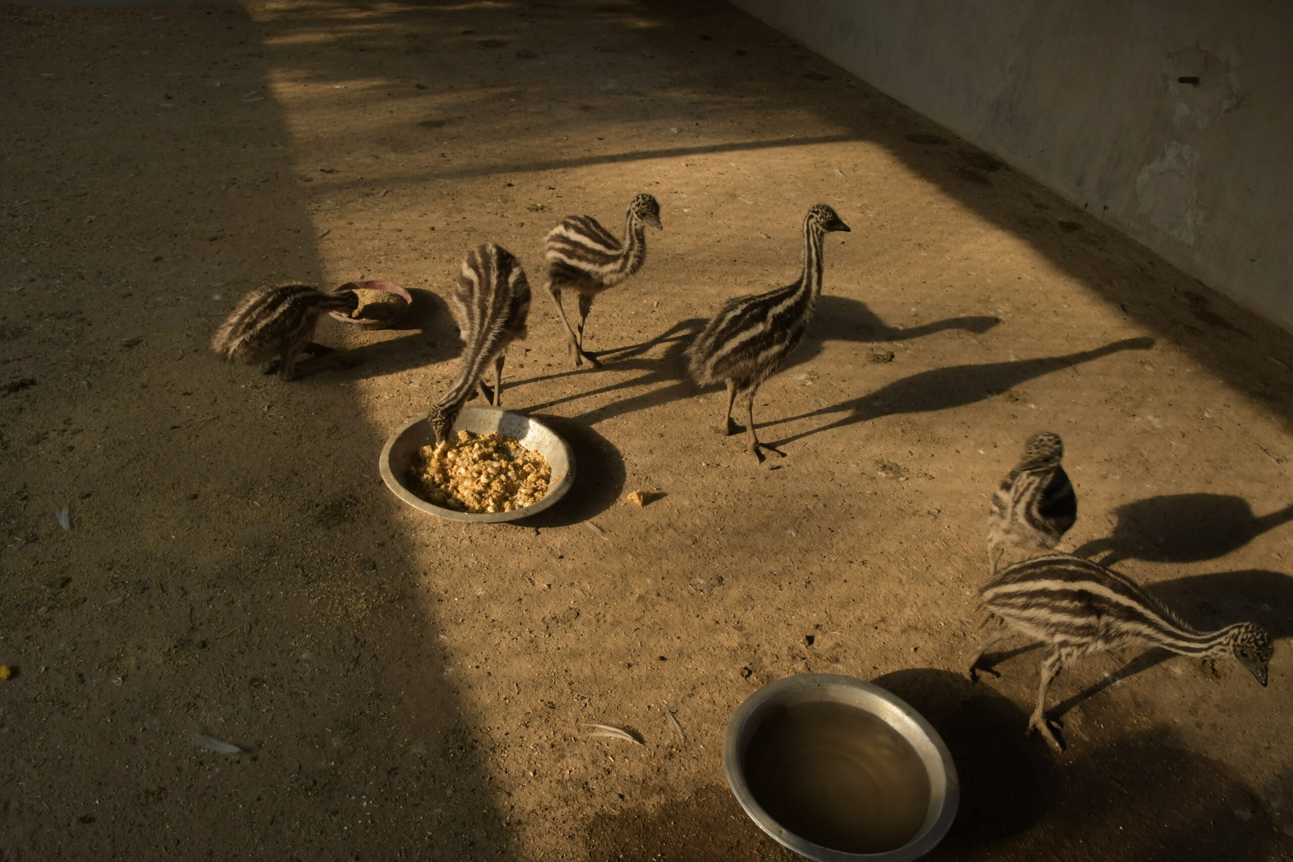 Rourkela Steel Plant steps up Summer Care for Zoo Inhabitants at Indira Gandhi Park  