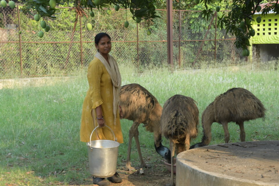 Rourkela Steel Plant steps up Summer Care for Zoo Inhabitants at Indira Gandhi Park  
