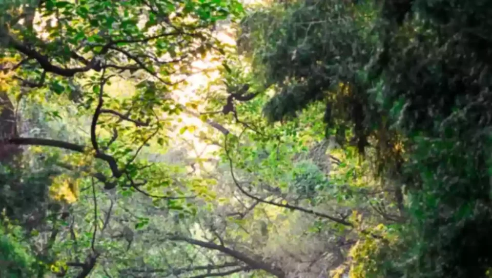 India climbs to 9th spot globally in forest area