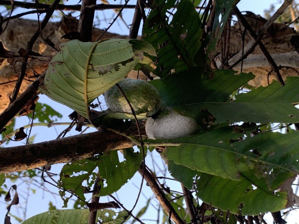 Tata Steel Completes First Nature-based Solutions Assessment Aligned with IUCN Global Standard 