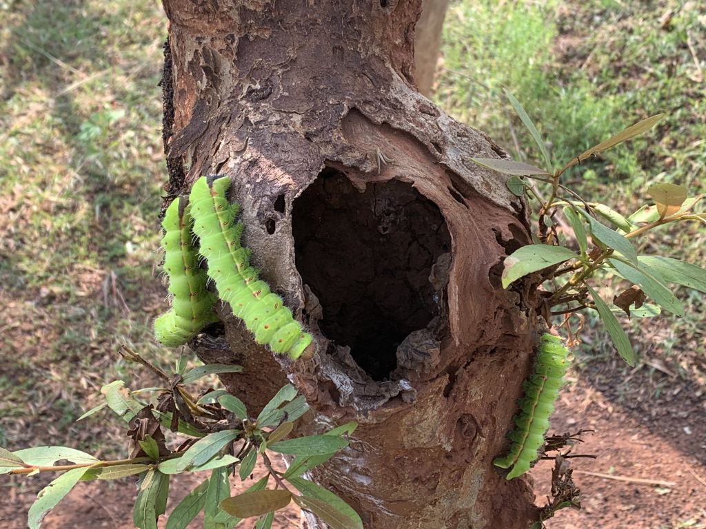 Tata Steel Completes First Nature-based Solutions Assessment Aligned with IUCN Global Standard 