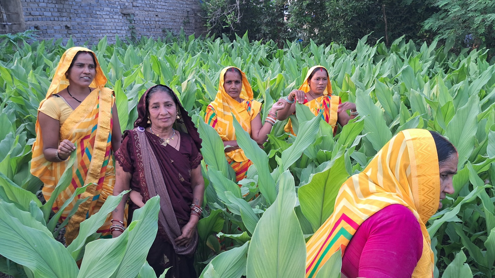 Ambuja Cements’ CSR Interventions Empower Rural Women Through Turmeric Cultivation in Bhatapara