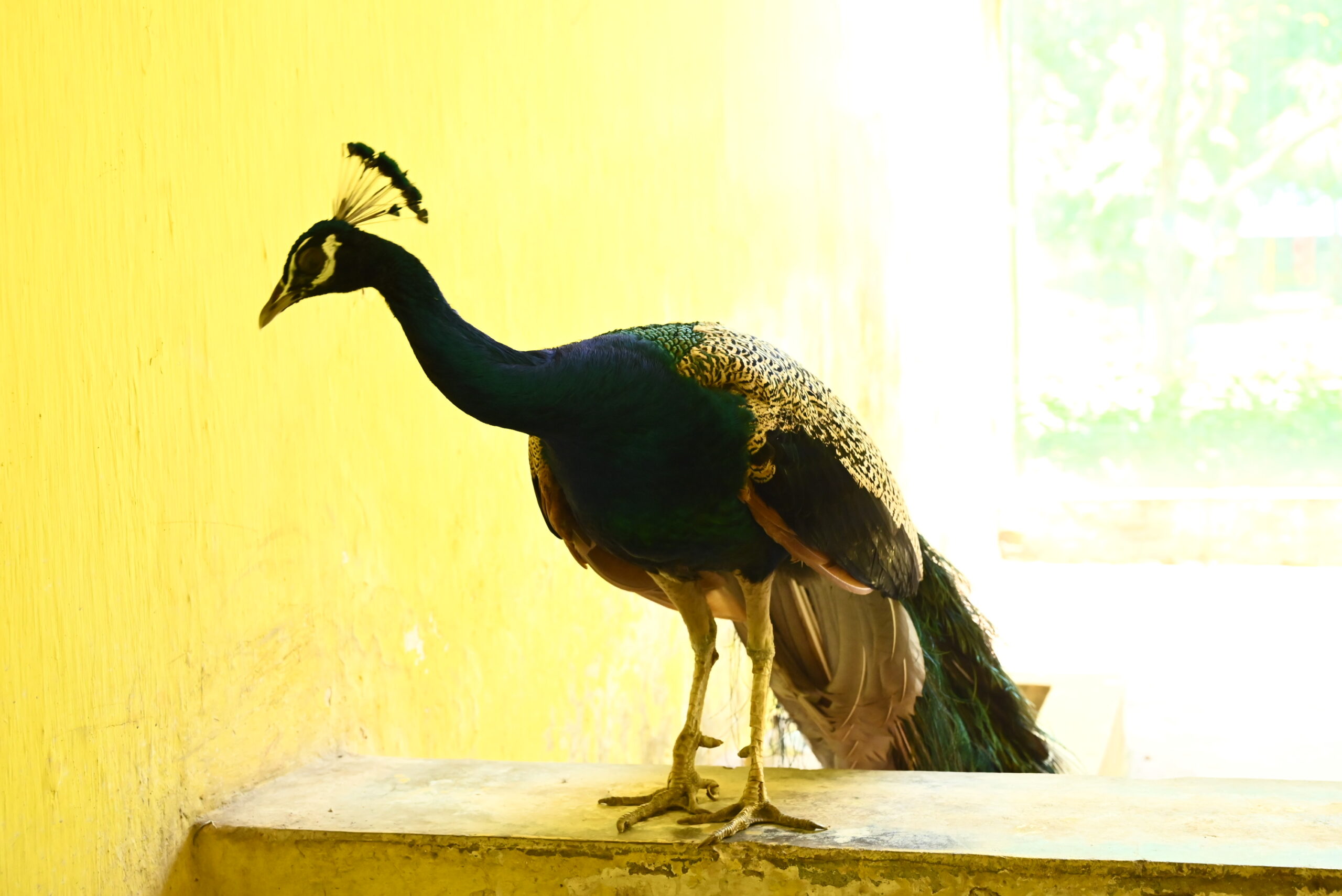 Rourkela Steel Plant summer care for zoo animals