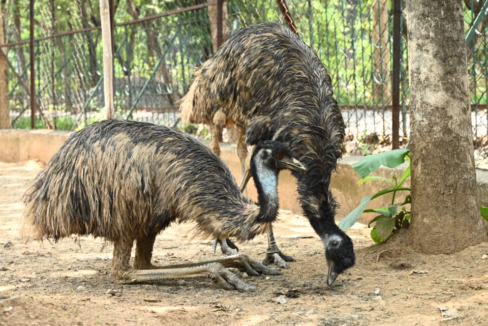 Rourkela Steel Plant summer care for zoo animals