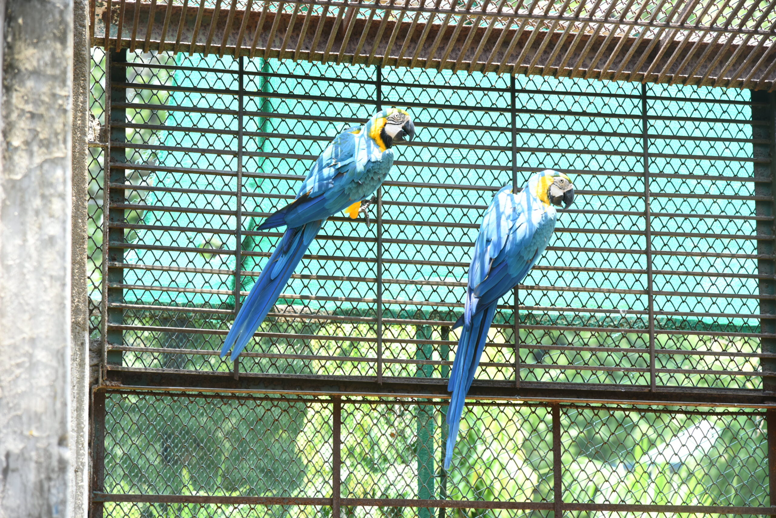 Rourkela Steel Plant summer care for zoo animals