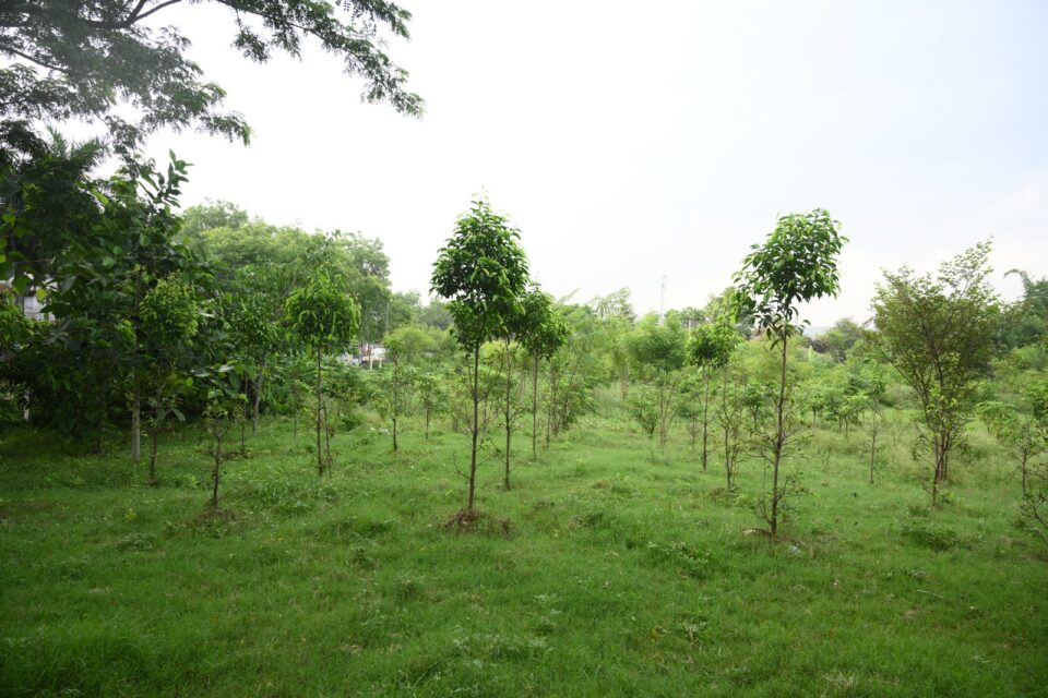 SAIL Rourkela Steel Plant mass tree plantation drive