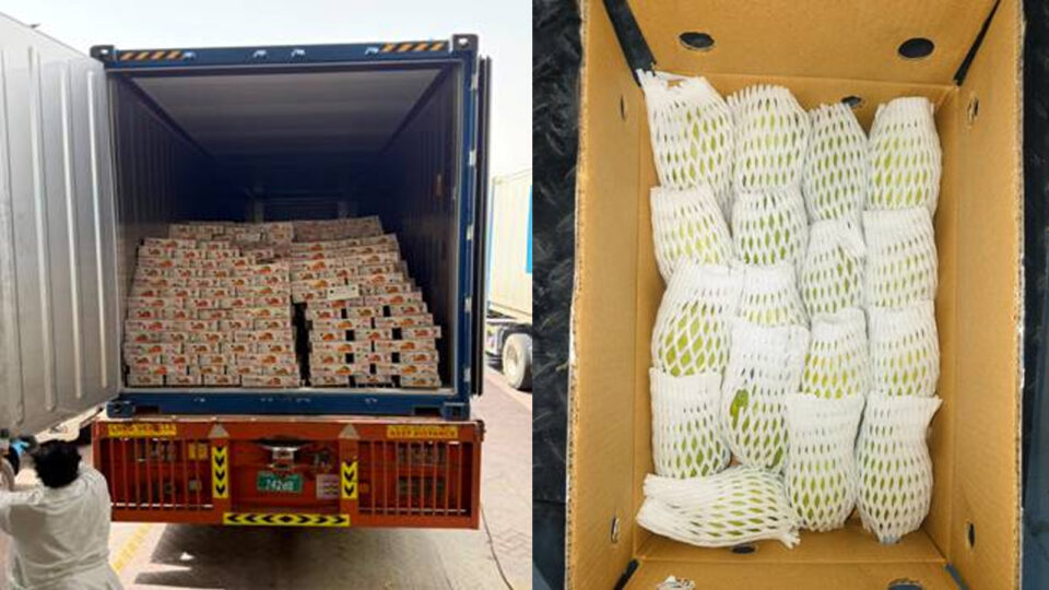 UP Dashehari and Langra mangoes sea export to Dubai