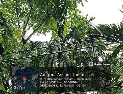 NTPC Bongaigaon Golden Langur conservation
