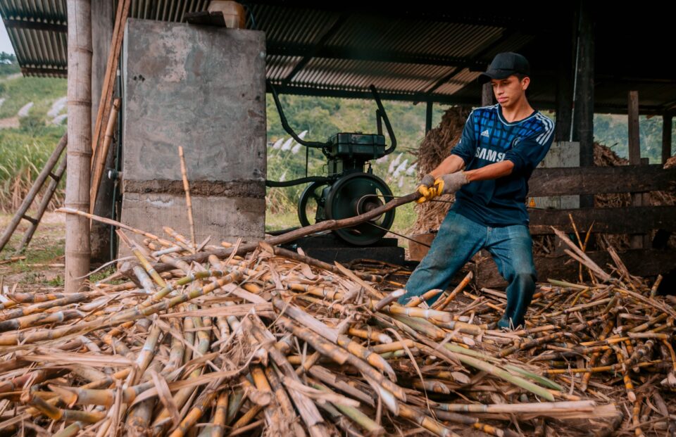 Indian Potash Limited sustainable sugarcane cultivation Gujarat